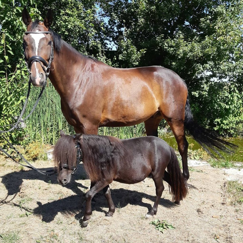 Lord Louie und Leandra v. Schillig